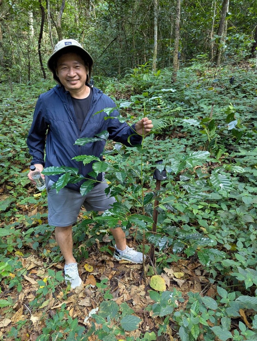 Yosniyom Coffee Farmを訪問する岩瀬 - コーヒーの木の圃場にて