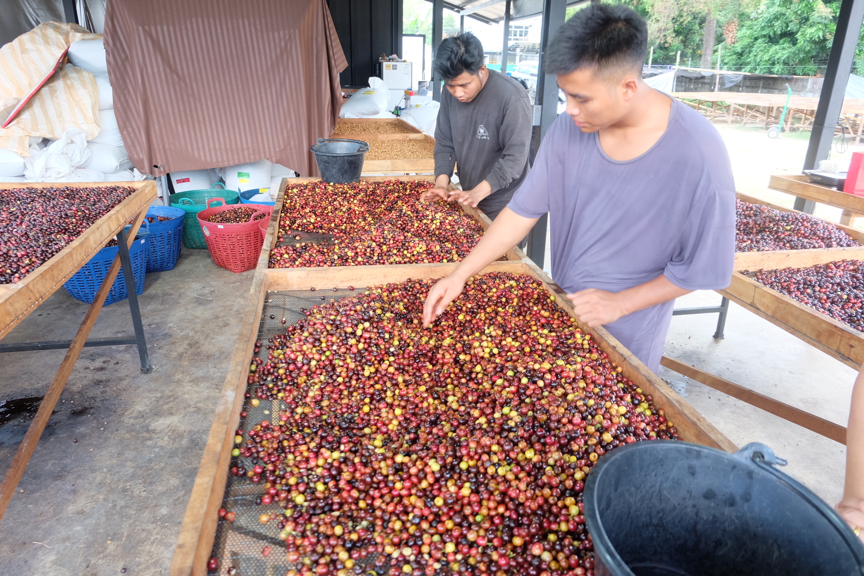 Yosniyom Coffee Farmでの複数回ハンドピック選別