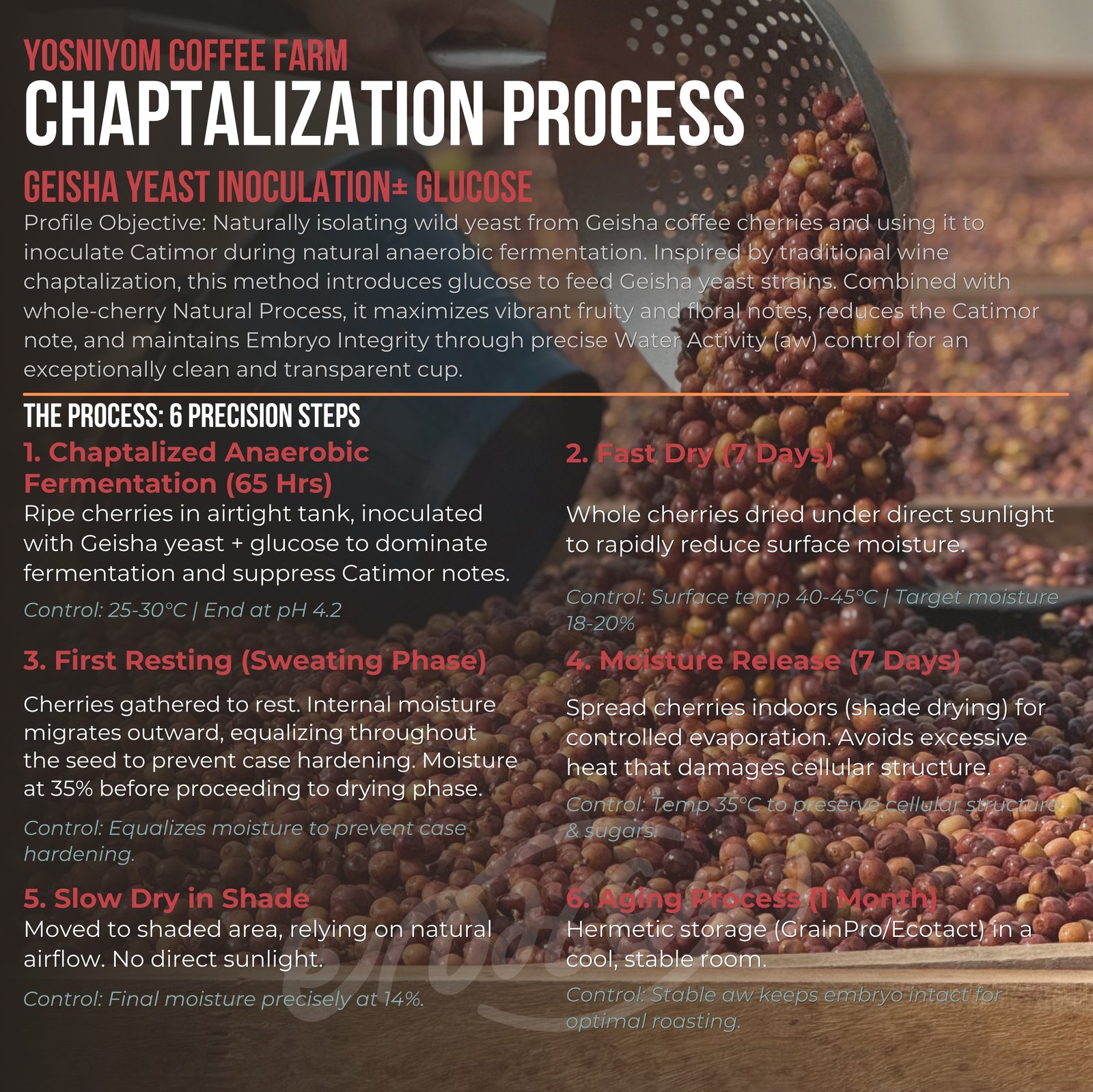 Natural Chaptalizationプロセス詳細 - Yosniyom Coffee Farm CoE連続入賞製法