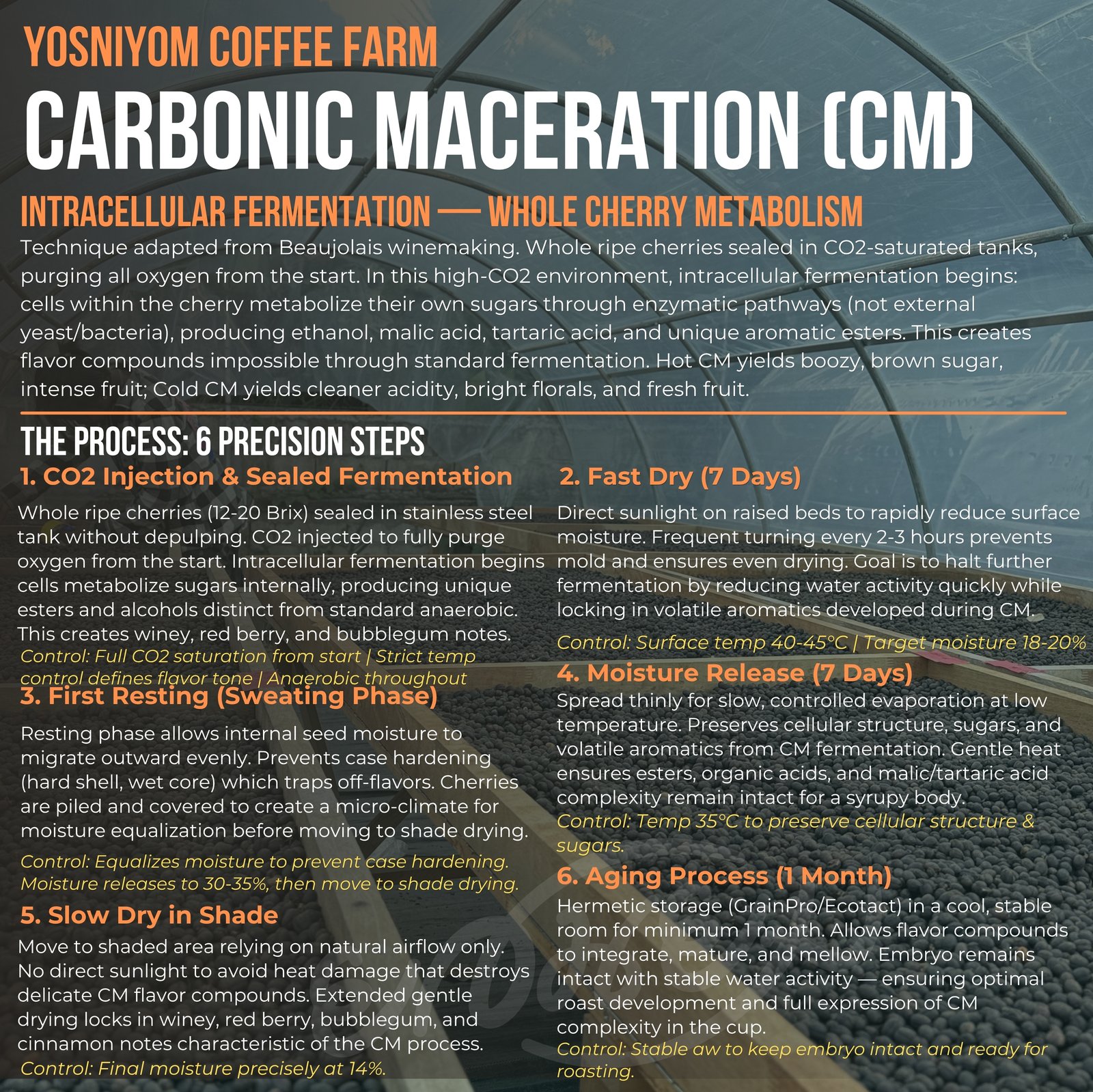 Carbonic Macerationプロセス詳細 - ワイン醸造技法のスペシャルティ製法