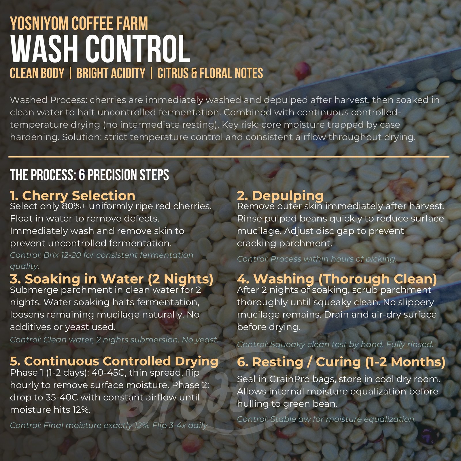 Washプロセス詳細 - Yosniyom Coffee Farm伝統的ウォッシュド製法